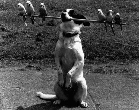Top 10 Dogs Epicly Winning At Fetch Dog Winning At Fetch