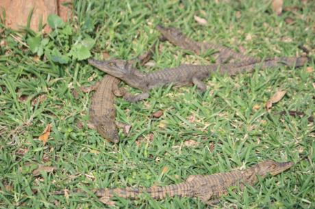 Taken at Kalimba Reptile Park near Lusaka, Zambia in May of 2016