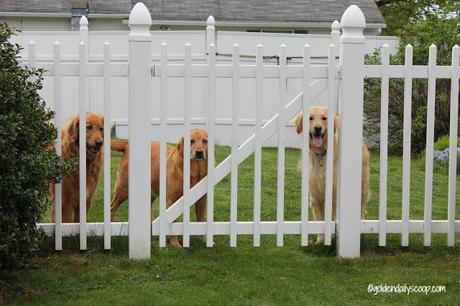 golden retriever dogs waiting behind gate