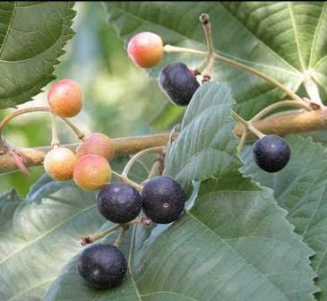 Phalsa Sherbet- Summer is Here