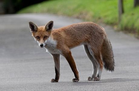 sighting foxes in residential area of Chennai in 21st century