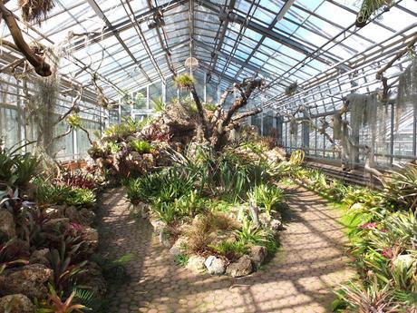 Tropical Treat Tropical Treat