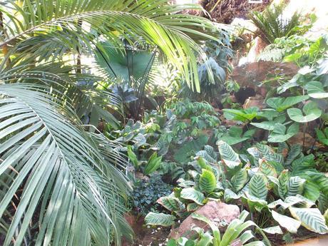 Tropical Treat Tropical Treat