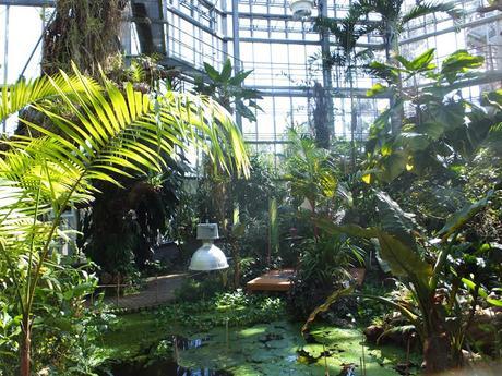 Tropical Treat Tropical Treat