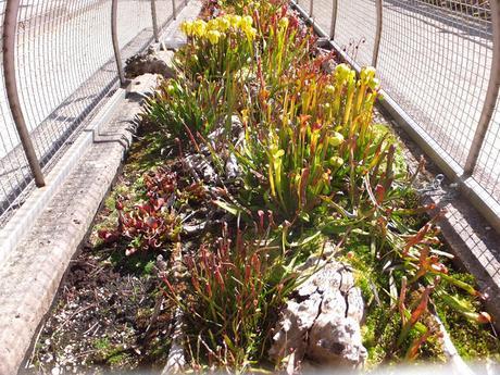 Tropical Treat Tropical Treat