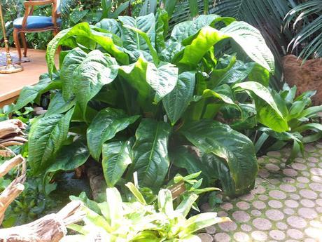 Tropical Treat Tropical Treat