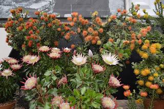 RHS Chelsea Flower Show Part 2 - the other bits