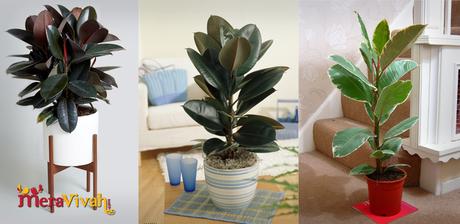 indoor houseplants 1