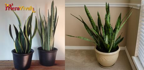 indoor houseplants 5