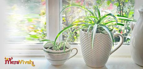 indoor houseplants 7