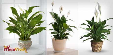 indoor houseplants 6