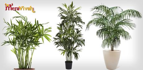 indoor houseplants 3