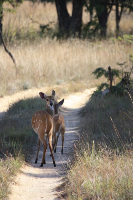 Taken in May of 2015 at Chaminuka Game Reserve