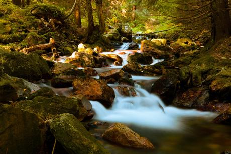 mountain-stream-in-forest