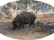 Culling Wild Boars Humane What Vermin