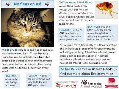Pet Parasite Protection: Heartworm, Ticks and Fleas education for dog and cat owners