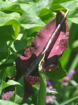 Return of the Dragon Arum