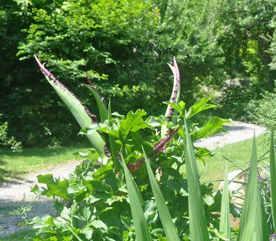 Return of the Dragon Arum