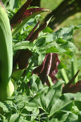 Return of the Dragon Arum