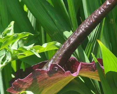 Return of the Dragon Arum