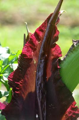 Return of the Dragon Arum