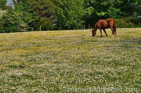 Daisies South Downs