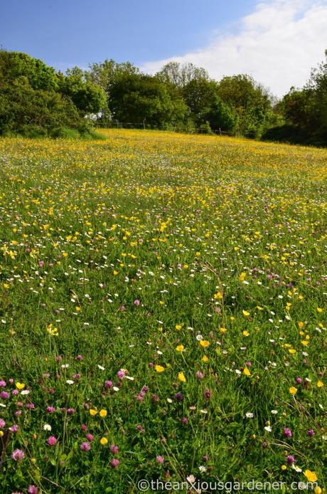 Flower Meadow South Downs (1)