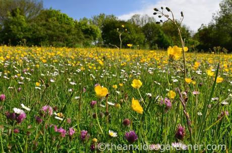 Flower Meadow South Downs (2)