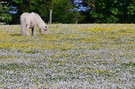 Daisies South Downs (2)