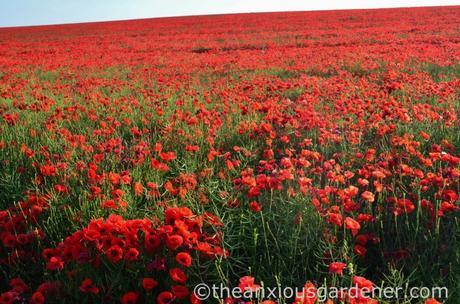 Poppies South Downs