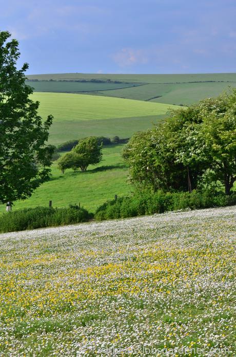 Daisies South Downs (1)