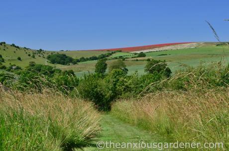 Poppies South Downs (2)