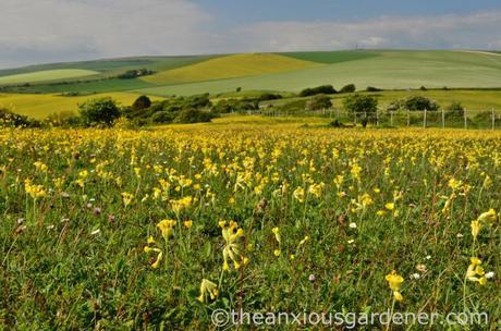 Cowslips South Downs