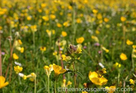 Flower Meadow South Downs (4)