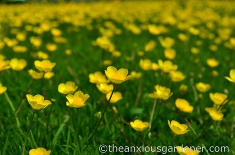 Buttercups