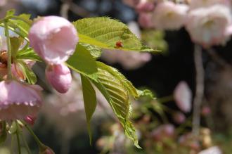 Prunus 'Ichiyo' Leaf (23/04/2016, Kew Gardens, London)