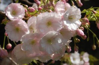 Prunus 'Ichiyo' Flower (23/04/2016, Kew Gardens, London)