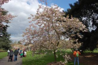 Prunus 'Ichiyo' (23/04/2016, Kew Gardens, London)