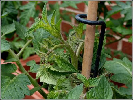 Care and maintenance of Tomatoes