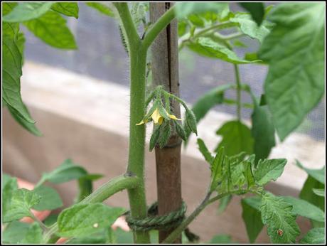 Care and maintenance of Tomatoes