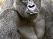 Tragedy Larger Than Harambe Fight Rhinos