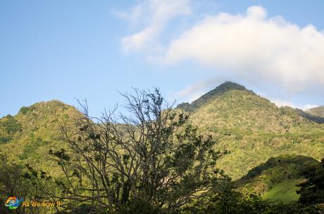 Mountain view across the coffee plantation towards Volcan Baru