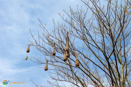Oropendola nests hanging from a tree in Boquete