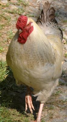 Déjeuner sur l'Herbe (Free Range Chickens)