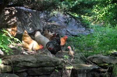 Déjeuner sur l'Herbe (Free Range Chickens)