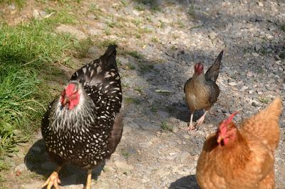 Déjeuner sur l'Herbe (Free Range Chickens)