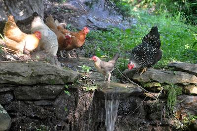 Déjeuner sur l'Herbe (Free Range Chickens)