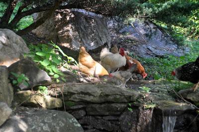 Déjeuner sur l'Herbe (Free Range Chickens)