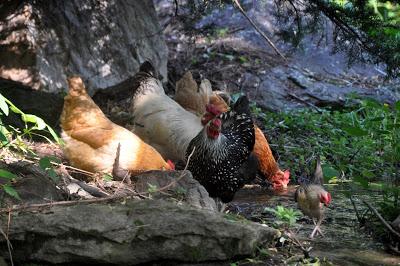 Déjeuner sur l'Herbe (Free Range Chickens)