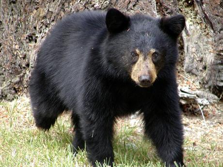 black bear